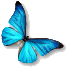 MorphOS